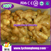 2013 New Crop High Quality Fresh Ginger For UK,CANADA,USA and EU Market